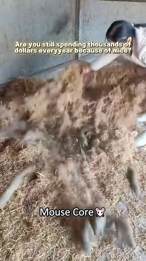 Effective PAMAX Mouse Traps for Quick Rodent Control