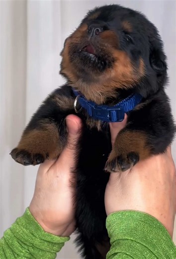 Hilarious Rottweiler Antics That Will Make You Laugh