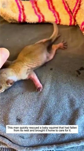 He Rescued a Baby Squirrel Just in Time.