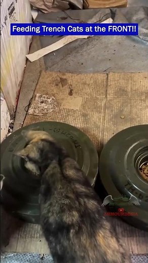 Ukrainian Soldier Feed Cats in the Trench With Anti-Tank Mines as Slow Feeders #shorts