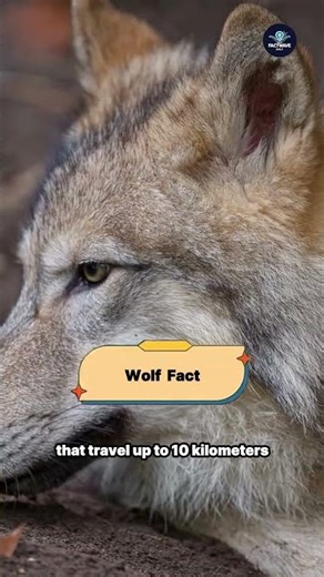Wolf Pack Facts That Shock Everyone 🐺🔥 || #wolffacts #wildlife @FactwaveDaily01