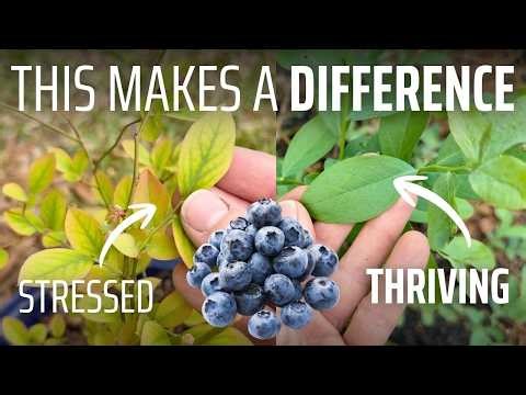 How to Fertilize Blueberries the RIGHT Way (Stop Guessing!)