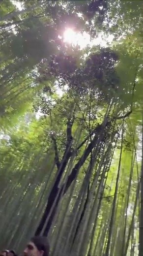 Serenading, Arashiyama Bamboo Forest, Japan, Vio Travel from Svetlana S. 🎶