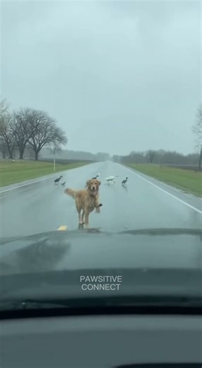 PetTrafficController™ | Golden Retriever Stops Car in the Rain to Escort Ducks Across the Road✋🐶