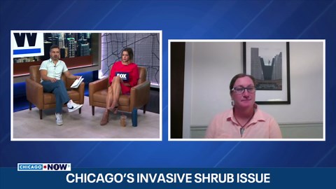 Chicago forests dominated by invasive shrubs that threaten wildlife | ChicagoNOW