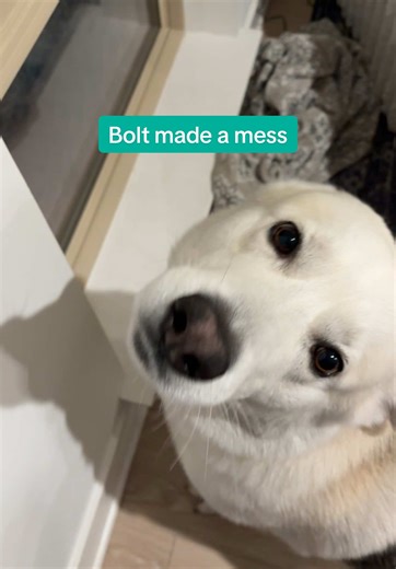 Meet Bolt the Adorable Shepsky: A Mischief Maker