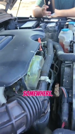 Amped Up just not having the best time out at Black Duck Valley — early morning hood up.