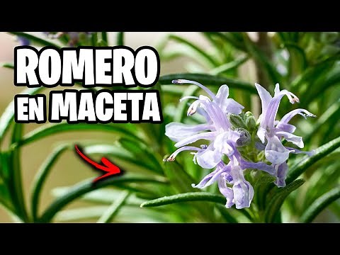 How to Plant Rosemary in a Pot!! 🌿 Care Tips to Help Your Rosemary Grow Strong | Ivan's Garden