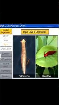 Basis of Animal Classification | NEET & CBSE Biology Animation PART 02
