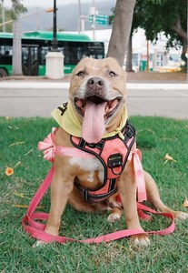 Adopta a Buba: Pitbull Cariñosa en Petco Vallarta
