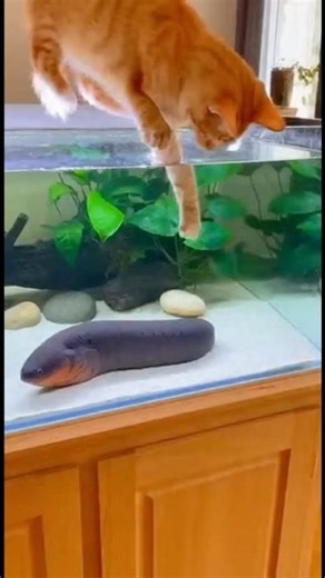 Will the Cat Get Electrocuted?⚡️🐱#sora2 #shorts #electronic