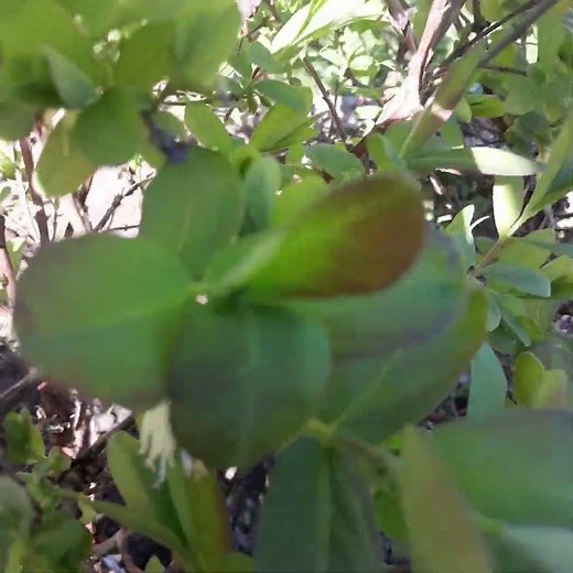 Honey Berry, Sweet & Sour Fruits ,Ideal For Jam and Drink.Heavy Cropping Berry.