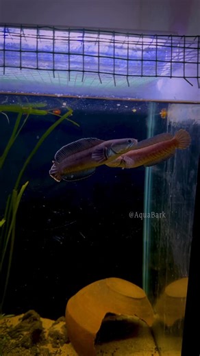 Aquaa_Bark(Telugu)🐕🐦🐟 on Instagram: "Channa Andrao Mama #telugu #viral #aquarium #trending #chanafish"