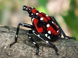 Spotted Lanternflies Now Hatching In NJ: Here's How To Trap Them