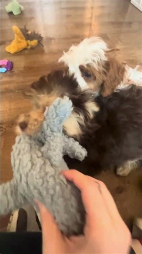 Lazarus the Havapoo & Air Bud the Cavapoo Playtime Cuteness 🐶🧸❤️