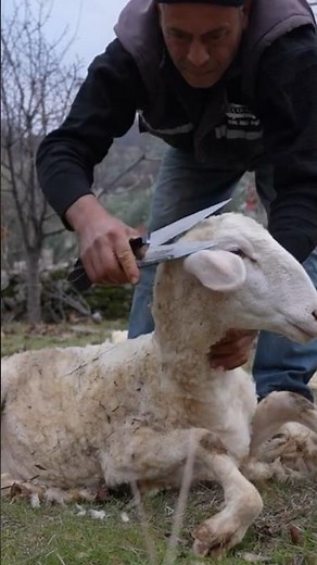 Sheep Shearing Using Traditional Methods