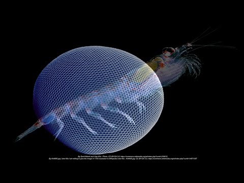 Camera Eyes vs. Compound Eyes: Two Evolutionary Paths to Vision