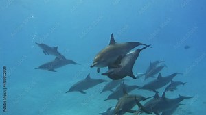 Playful Friendly Family Pod of Striped Dolphins Underwater Swim at Speed Up Close for Divers