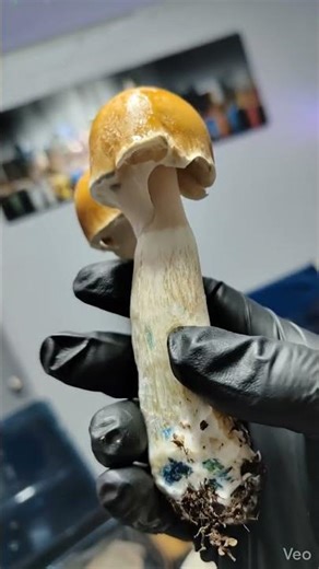 Autonomous Sensory Meridian Response (ASMR) made with AI ODPE