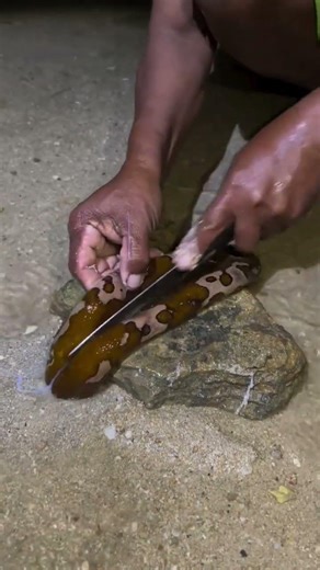 Exploring the Ocean's Giant: Sea Cucumber Harvest & Preparation! 🌊🥒