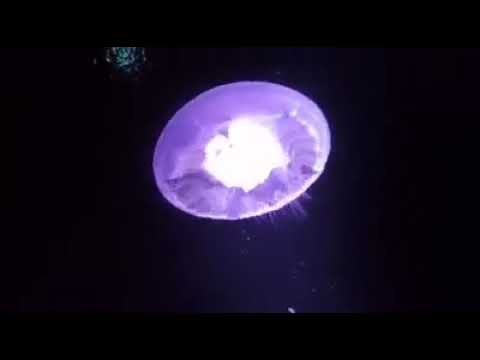 جيلي فيش (Jelly fish) 🐟 البحر الأحمر