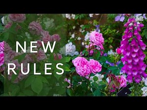 Contemporary rose borders - easier, healthier and more beautiful