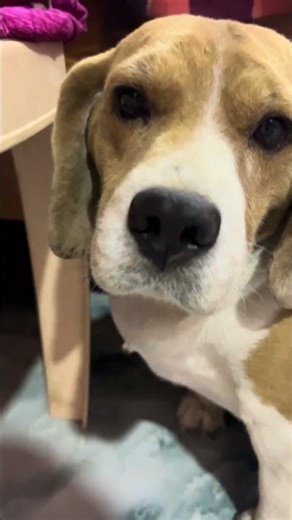 Subscribe♥️See how he Is Behaving 😱​⁠ #dog #beagle #beaglecrew #beaglebreed #pets