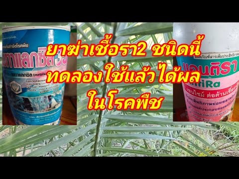 This plant disease prevention and control fungicide has been used with good results. You should t...