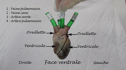 Sens de circulation dans le coeur de mouton par injection