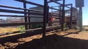 Cattle being loaded onto a train in Quilpie headed for Oakey - it's the first time in 23 years! | ABC Western Queensland