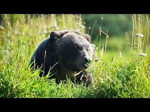 Anchorage to Seward Bus Transfer with Wildlife Tour - Anchorage, Alaska