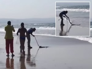 Black mamba spotted at Durban beach: Here's what we know