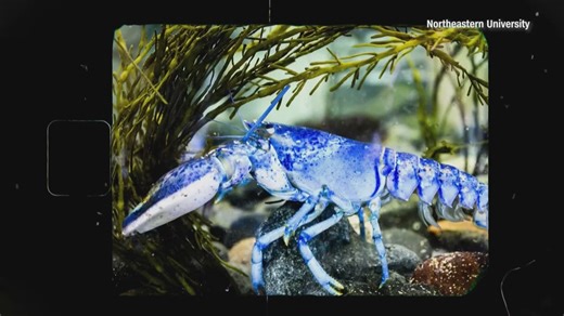 An electric blue lobster that recently moved in at Northeastern University's Marine Science Center