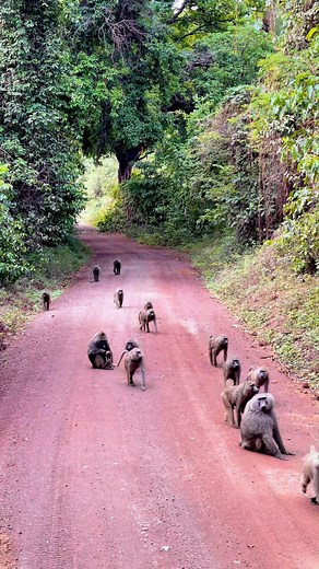 They may not always steal the spotlight… but monkeys play a BIG role in the wild. 🐒🌿 From seed dispersing to forest balance, their presence keeps the ecosystem alive and thriving. And beyond their purpose—they’re beautiful, curious, and incredibly intelligent. Next time you see them on safari, take a moment to appreciate their magic. ✨ Nature doesn’t waste a single creature. 💚 #MonkeysOfAfrica #WildButVital #EcosystemHeroes #NatureBalance #MonkeyMoments #WildlifeWithPurpose #MagicalKenya #Tan