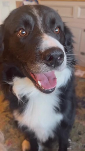 Casper the Border Collie's Unacceptable Behavior Caught on Camera!