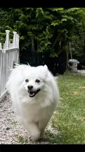 Darting on Iced Lake #American Eskimo Dog #shortsviral #在冰封的湖面上飞奔