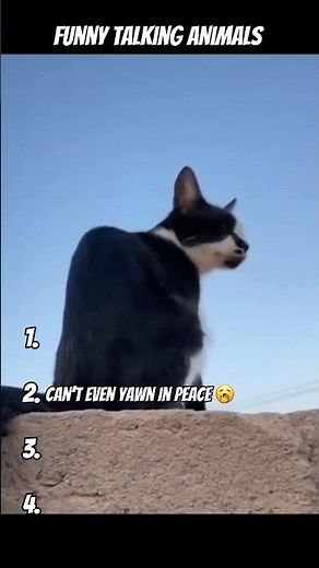 😂 Funny talking animals 🐶🐱🗣️