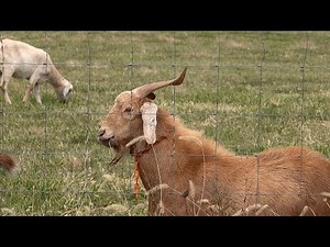 A Wacky Wineapeg Grain for the Decatur and Eastern Illinois Railroad! (and some goats)