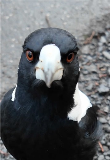 Discover the Intelligence and Beauty of Australian Magpies