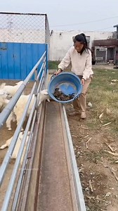 1.4M views · 2.9K reactions | Squirrel farming in china  #viralreels #facts #technology #reels #viral #viralreelsシ #viralreels #fbreels #facebookreels #facts | magic facts | Facebook