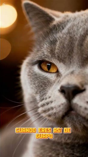 “El Gato Que Se Cree Influencer: Estrella Felina en Modo Fama Total”