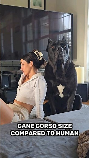 Cane Corso Size Compared To Human #canecorso #dog #shorts