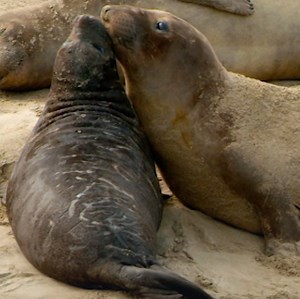 1.1K views · 19 reactions | Get to know one of the American northwest's strangest costal inhabitants, the northern elephant seal. Learn more about this unique giant and it's habitat on America The Beautiful, tonight at 6pm, on National Geographic Wild UK. | National Geographic UK | Facebook
