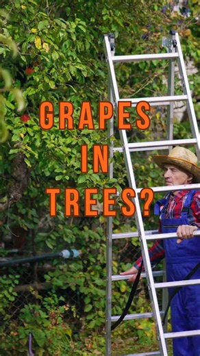 These Grapevines Grow 20 Feet Up Into Trees #shorts #facts #wine #travel