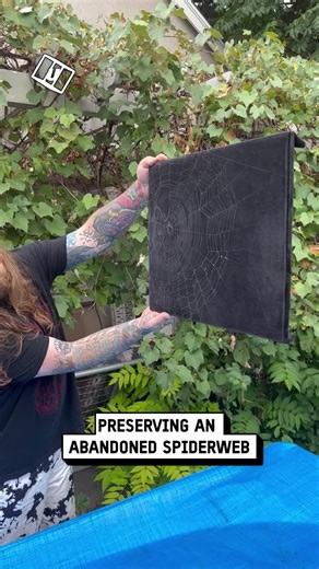 The Spider Web Designer's Copyright Case