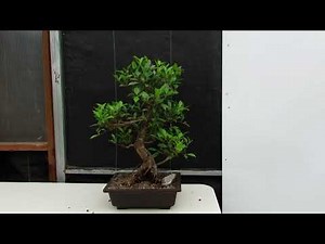 43 Year Ficus Retusa Specimen Informal Upright Bonsai Tree