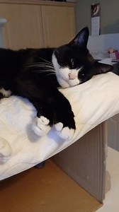 I am so cute!😻 #tuxedocat #cutecat #catsreels #catsoffacebook | Gizmo Cute Kitty