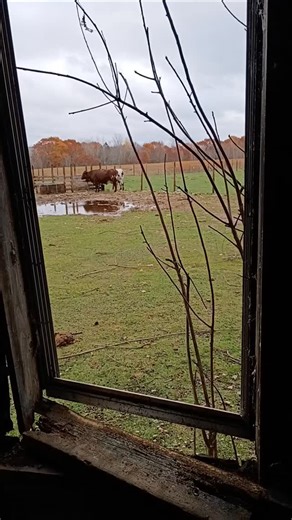 Converting an old garage into goose habitat... 6 old windows that needed to be busted out and covered over. . . . #morriplum #morriplumfarmsanctuary #downeastmaine #veganrescue #winterizingthefarm #morriplumgeese | Morriplum Farm Sanctuary
