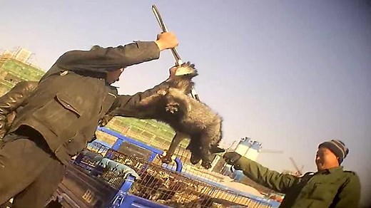 Così vengono uccisi i cani procioni in Cina