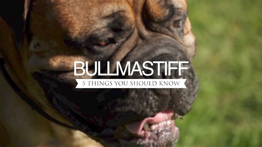 Bullmastiff five things you should know
